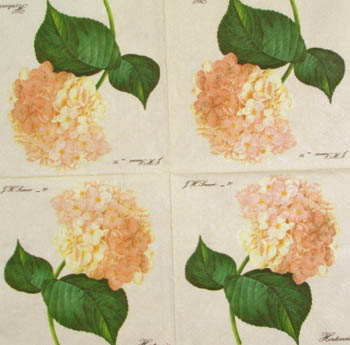 Lautasliina, hortensia