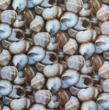 Lautasliina, simpukka