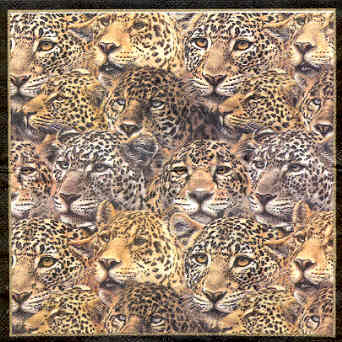 En näsduk, leoparder