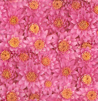 En näsduk, blommor