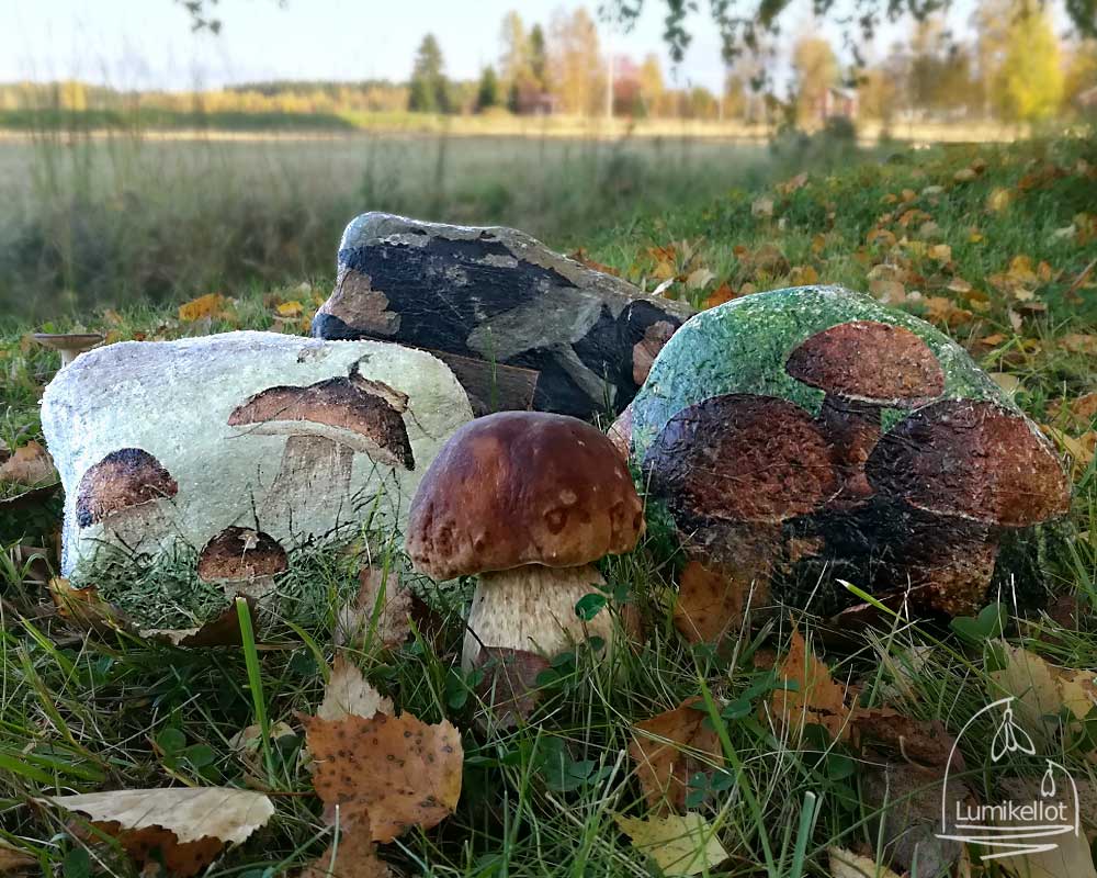 sienikivet 1000x800 1