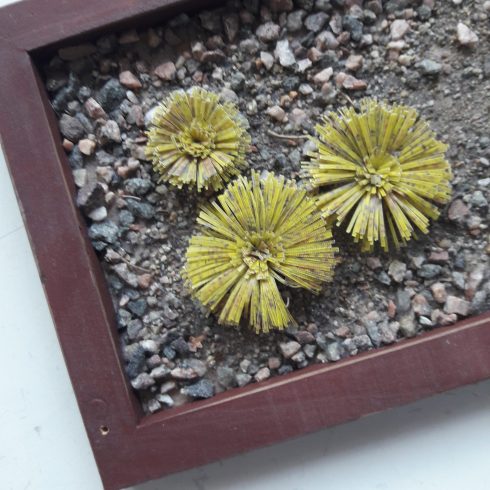 Lumikellot Design – DIY-paketti minipuutarha
