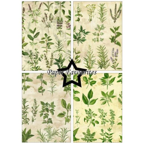 Paper Favourites – Kitchen Herbs paperilajitelma A5 - Image 2