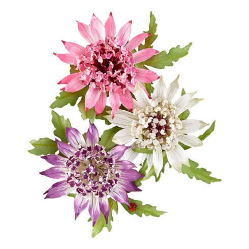 Spellbinders stanssi – Serenity Garden ASTRANTIA