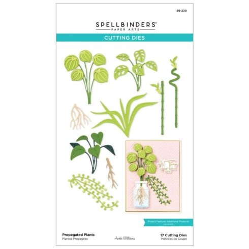 Spellbinders stanssi – PROPAGATED PLANTS